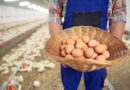 Exportações de ovos mantém alta de 173,7% em 2023